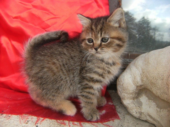 britishshorthairfemellebrowntabbyLoof500